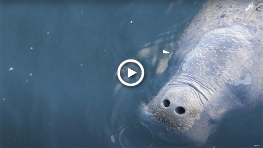 Saving Tico! WHOI + partners work to save West Indian manatee